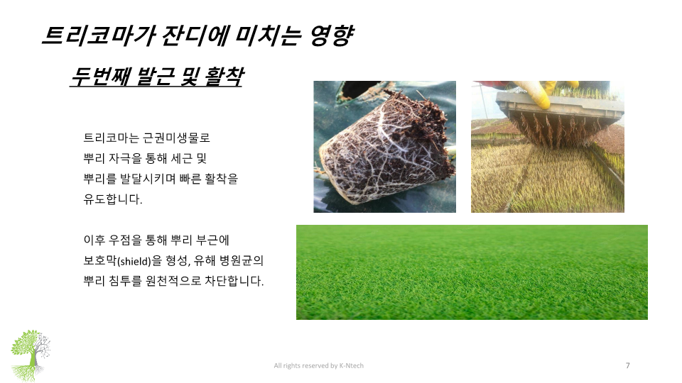 트리코마 발근 및 활착 효과