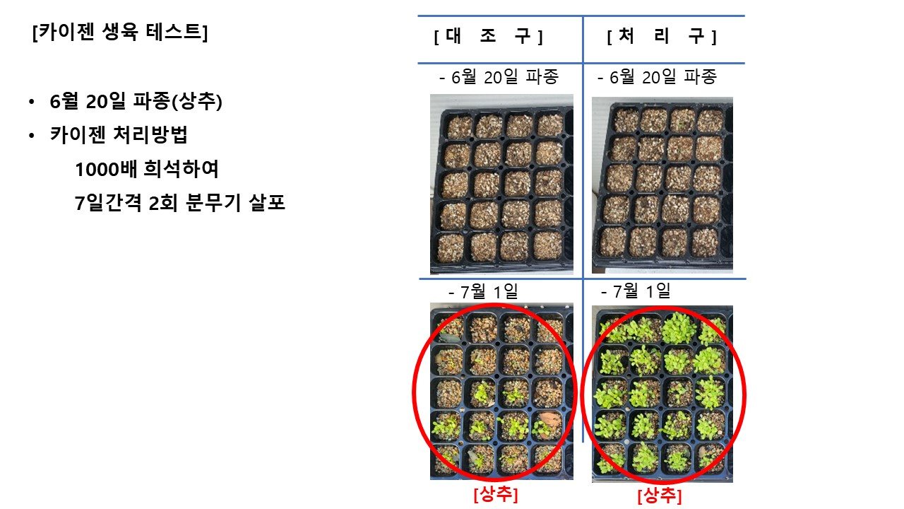 카이젠 처리 vs 대조구 상추 모종 11일차 비교