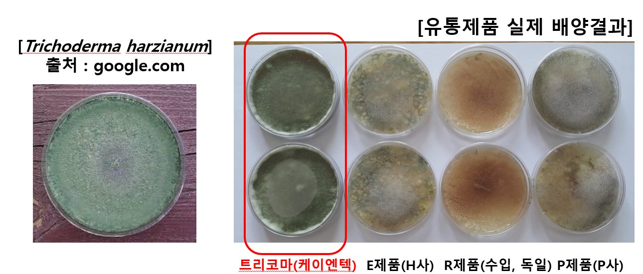 트리코마(케이엔텍) 와 경쟁사 트리코더마 제품 배양 비교