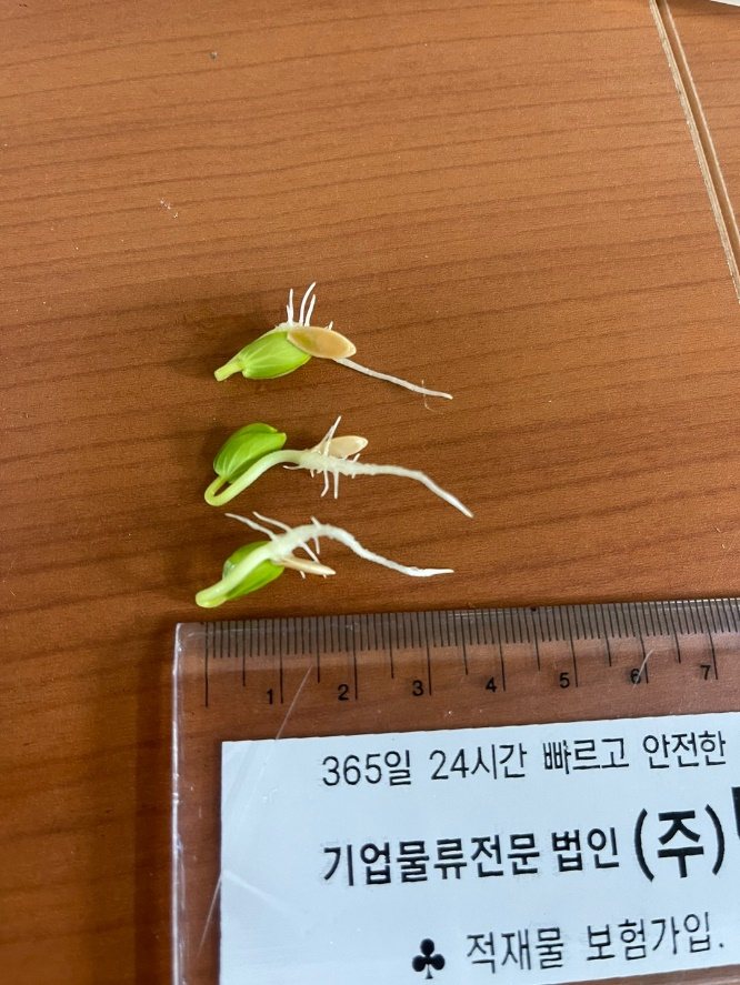 오이 종자 발아 시험 - 5일차 무처리구